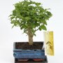 Bonsai 'Sageretia' bolvorm